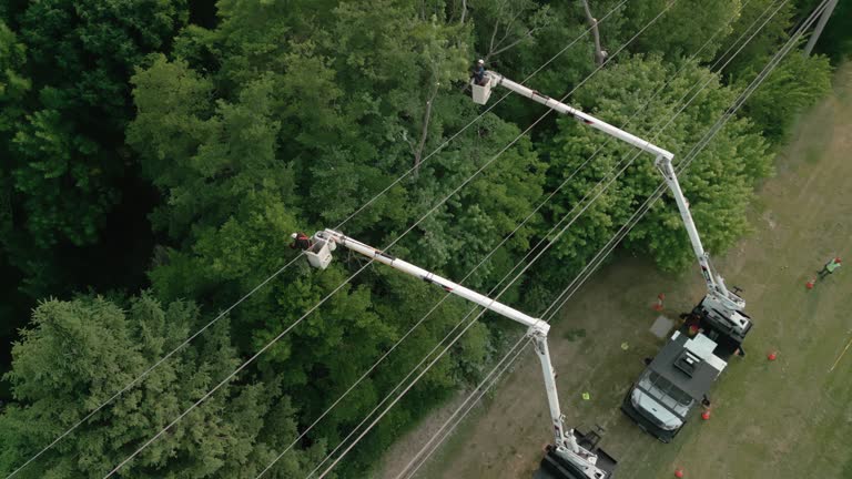 Roundup, MT Tree Removal and Landscaping Services Company